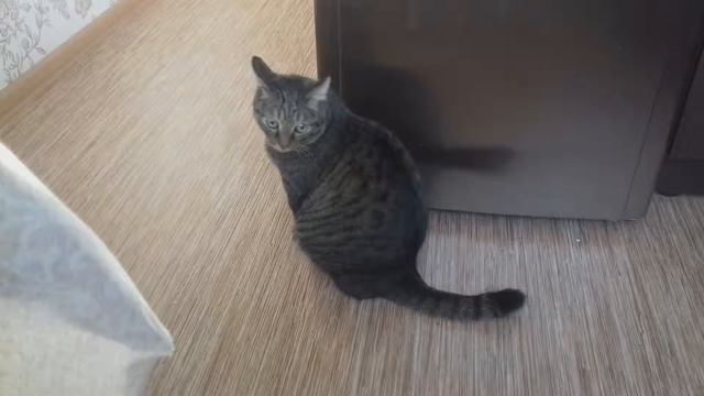 Кузя и холодильник смотреть онлайн