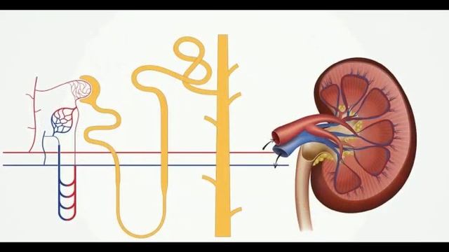 Биология  8 класс,   Бөлүп  чыгаруу    видео  сабак.