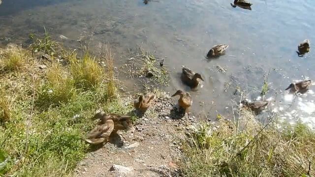 утки в городе смотреть онлайн