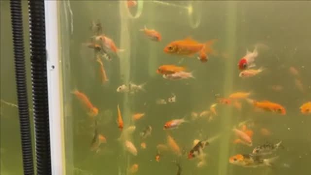 Сколько рыб в аквариуме?Ждем цифру)))Много мусора в пруду.Почистили оборудование смотреть онлайн