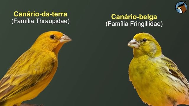 CANÁRIO DA TERRA: 7 CURIOSIDADES sobre a ave | Mais COMUM na CIDADE? | Canto do canarinho selvagem! смотреть онлайн