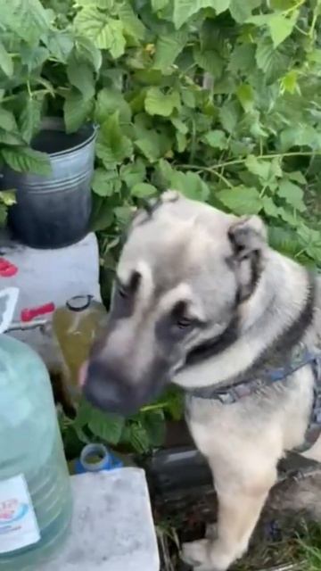 Алабайчик Лашер 9 месяцев пьет водичку. Жара, лето. смотреть онлайн