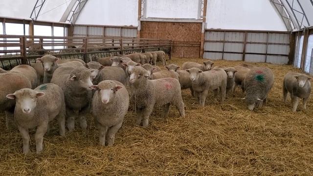 Sheep Farming: Hard Choices #shorts смотреть онлайн