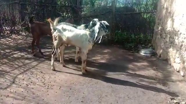3 kota for sale adant 6 month old weight 22 25 26 contract no 9082646226 смотреть онлайн