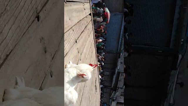 Fancy chicken for sale || Lari Adda mandi смотреть онлайн