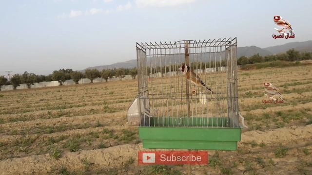 تغريد الخلوي الجزائري, وانت في المنزل اسمع هذا الحسون واستمتع смотреть онлайн