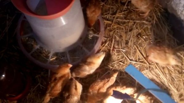 Ред Бро- цыплята