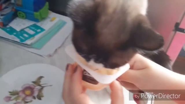 Обжорка!😆 смотреть онлайн