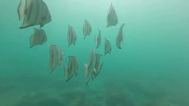 Spadefish смотреть онлайн