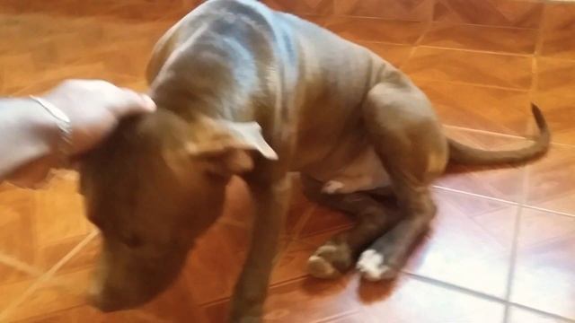 American Pit Bull Terrier de 5 meses red nose смотреть онлайн