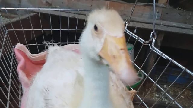 Гусятам 1 месяц. Взвешивание.