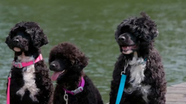 We're Coastal Pet смотреть онлайн