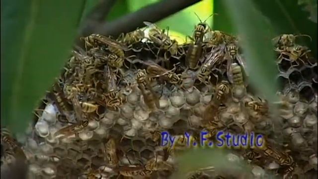 芒果樹上虎頭蜂 смотреть онлайн