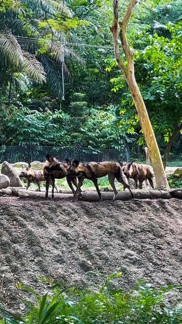 Как выглядит один из лучших зоопарков мира? 📍Сингапур смотреть онлайн