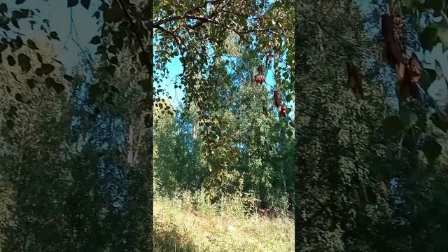 Психология 100% успеха . Решение проблем . Восстановление энергии , сил, здоровья . смотреть онлайн