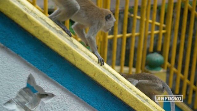 Monkeys That Steal Your Food at the Batu Caves in Kuala Lumpur смотреть онлайн