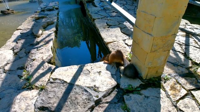 Белка очень хочет пить. Знакомство с белкой#Crazy Squirrel смотреть онлайн