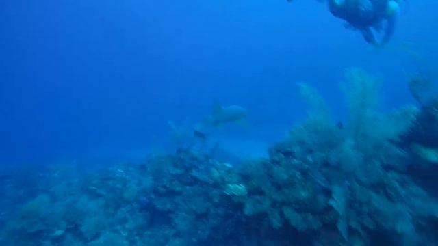 Scuba diving in Belize at Shark Ray Alley смотреть онлайн