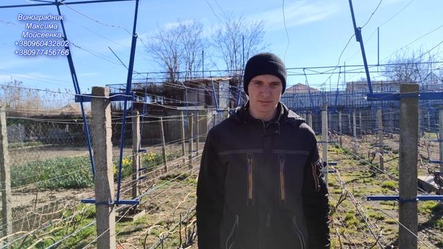 Що потрібно зробити виноградарю в березні? Початок виноградного сезону 2023р.! смотреть онлайн