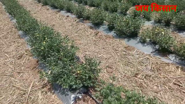 मिरची, कारली, दोडका फुल शेती 100% सेटिंग होणार करा हा जबरदस्त उपाय#ajitwavhal #अजितवाव्हळ смотреть онлайн