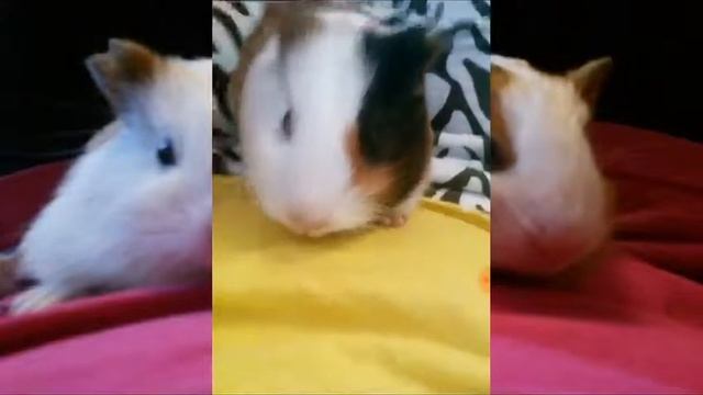 #морскиесвинки/Чика/ Документальное видео Про Чику (Цезаря). смотреть онлайн