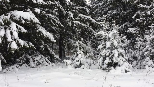 Заставки | двухминутки • 3 🌲❄️⛰ Лес — Сылва — «Липовка» • live wallpaper смотреть онлайн