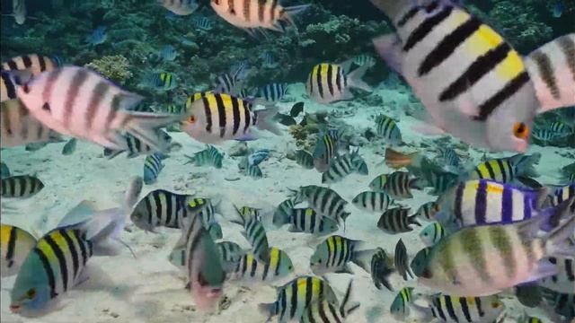 4К.Самое красивое видео Красного моря. Полный  фильм о подводных красотах.#RedSea, #египет.
