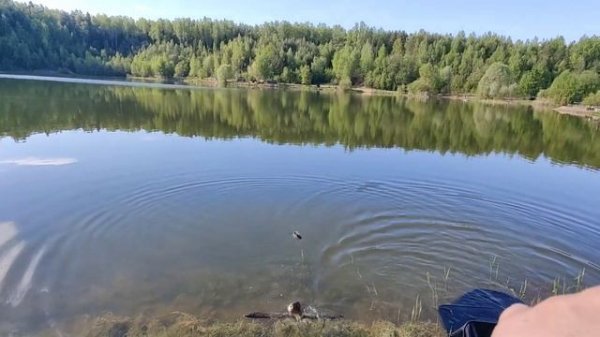 Ловля карпа на фидер РК Раскаты, 21 мая 2024 года.