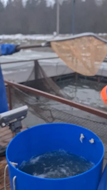 Запуск пали, форели, гольца. смотреть онлайн