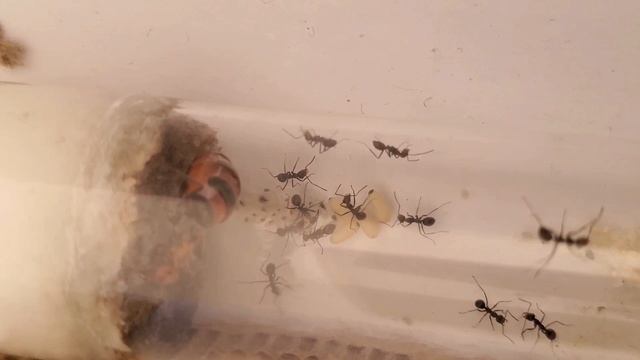 Guía completa para criar myrmecosystus (hormigas mieleras) | ANT LIFE смотреть онлайн