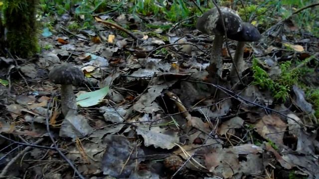 QZ - По грибы - On mushrooms смотреть онлайн