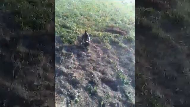 Прикол,Кинув спу картошку і розгрався.😄 смотреть онлайн