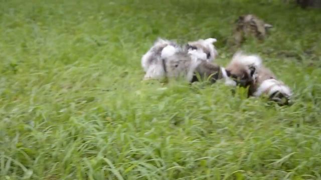 прогулка 09.08.15 Альбус, Аден, Амели