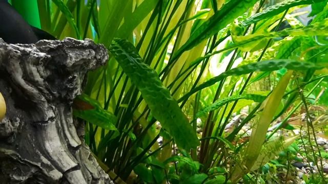 Аквариумные рыбки. МиниЗооПарк Ухта. смотреть онлайн