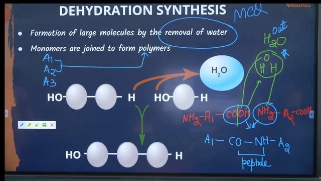 Biomolecules | Proteins And Amino Acid | Biology Class 11 | NEET 2024 - 2025 смотреть онлайн