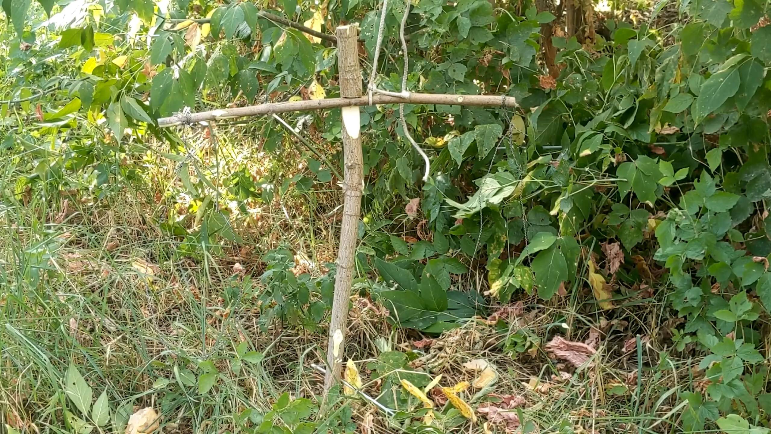 Навыки выживания. Ловушка для диких животных смотреть онлайн