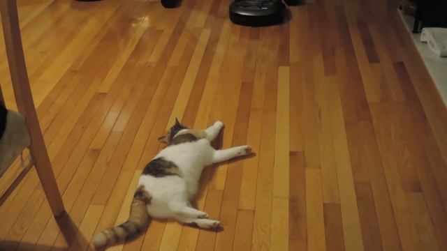 Кошка и чудовище. смотреть онлайн