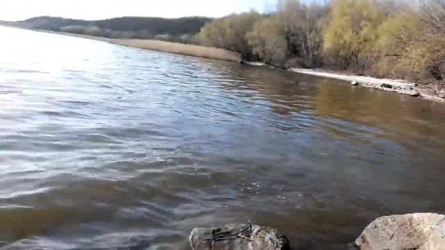 самая счастливая собака) любит плавать смотреть онлайн