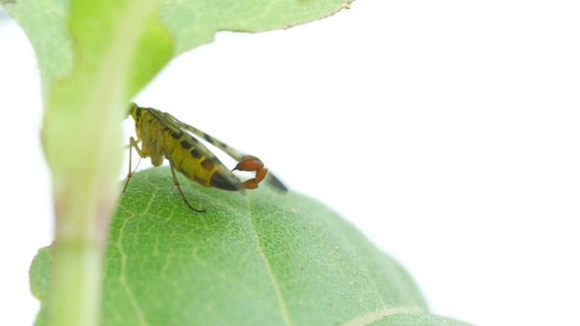 The Scorpionfly (Panorpa vulgaris) смотреть онлайн