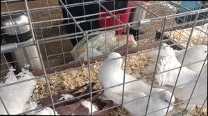 Птичий рынок в Бронницах.