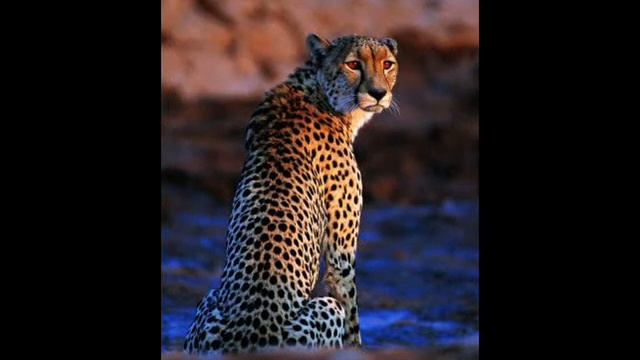 Гепардиха смотреть онлайн