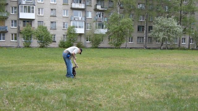 Дрессировка таксы Гавра. Отработка команд управления Вперед - Ко мне, Рядом смотреть онлайн