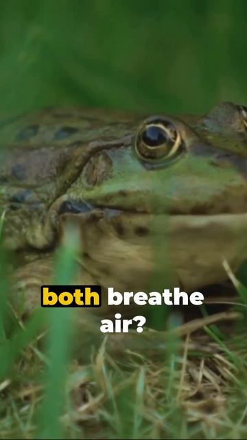 Functional Similarities between Frogs and Humans #frogrespiration #frogvision #shorts #short смотреть онлайн