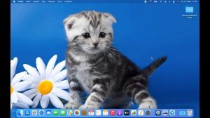 Как почистить кэш и куки на макбуке вручную