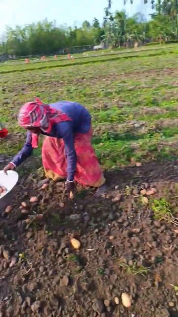 Digging fresh potatoes on the ground | harvest potato | potato growing underground #shorts #viral смотреть онлайн