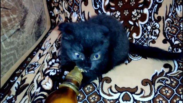 #Смехотерапия #Домашние_животные зажигают - юморина! Fun and funny moments from cute kitty ABI. смотреть онлайн