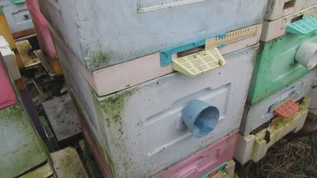 исследования по зимней обработке пчел от клеща, чтобы весной не обрабатывать - часть 3 , 30.01.2025 смотреть онлайн