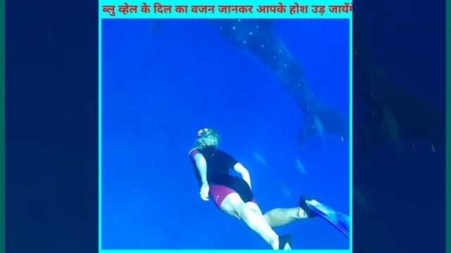 Blue Whale के दिल का वजन जानकार आपके होश उड़ जायेंगे | Amazing Facts | Intresting Facts | #shorts смотреть онлайн