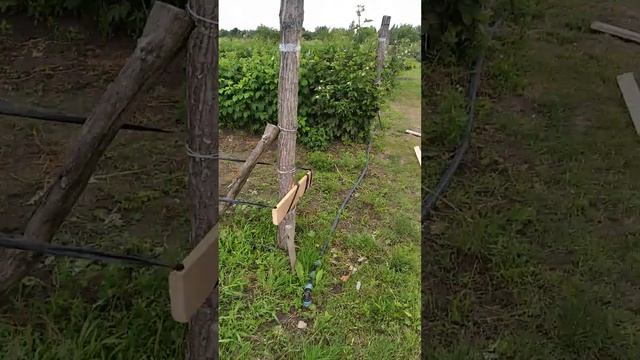 Відстань між малиною 2.5-м та 3-м. Як правильно вибрати відстань між рядами при посадці, моя порада смотреть онлайн