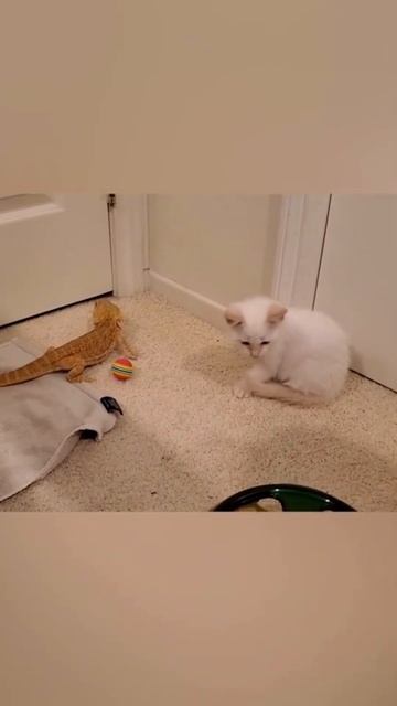 Oh No..#Shorts смотреть онлайн